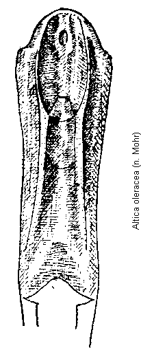 altica_oleracea.gif