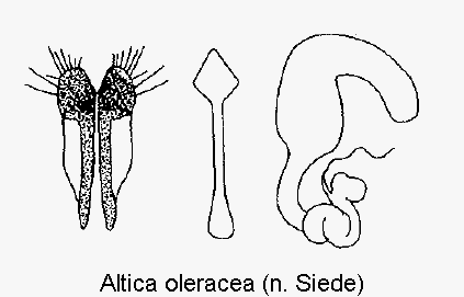 altica_oleracea_sperm.gif