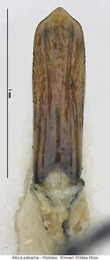 altica_palustris.jpg