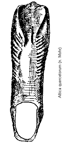 altica_quercetorum.gif