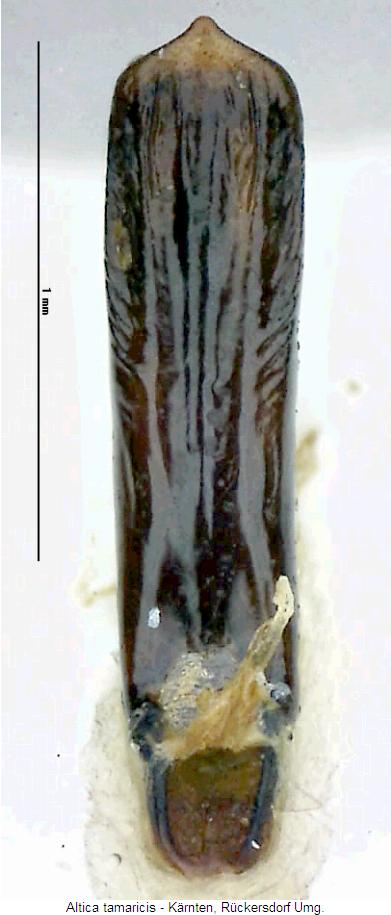 altica_tamaricis.jpg