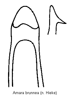 amara_brunnea.gif