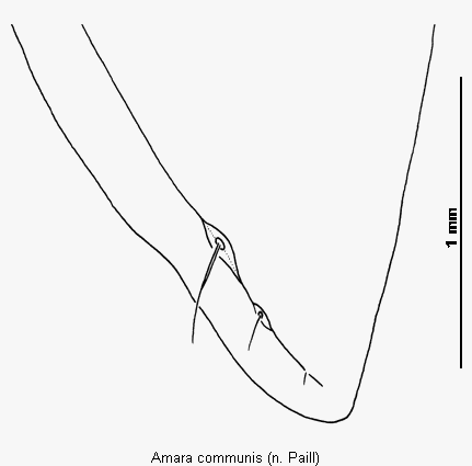 amara_communis_fld.gif