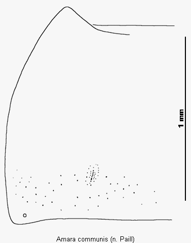 amara_communis_hsch.gif