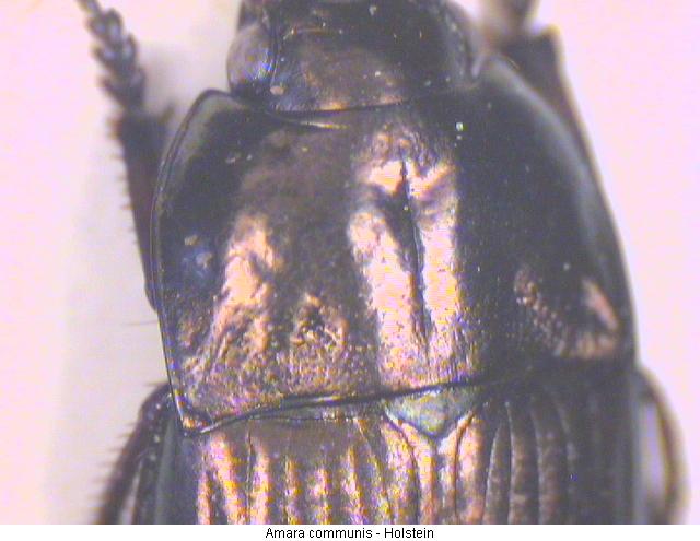 amara_communis_hsch.jpg