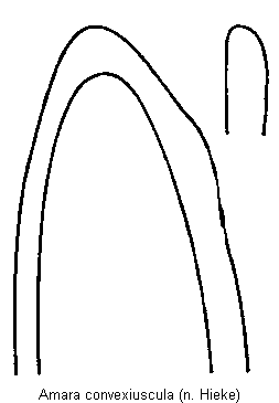 amara_convexiuscula.gif