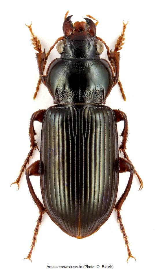 amara_convexiuscula_hab.jpg