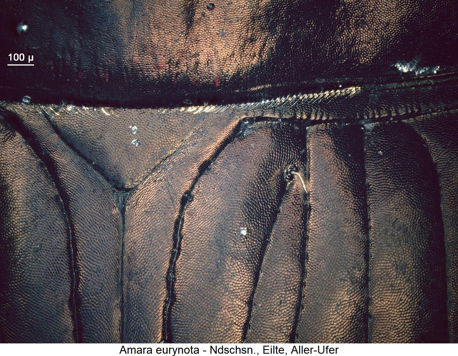 amara_eurynota_ms.jpg