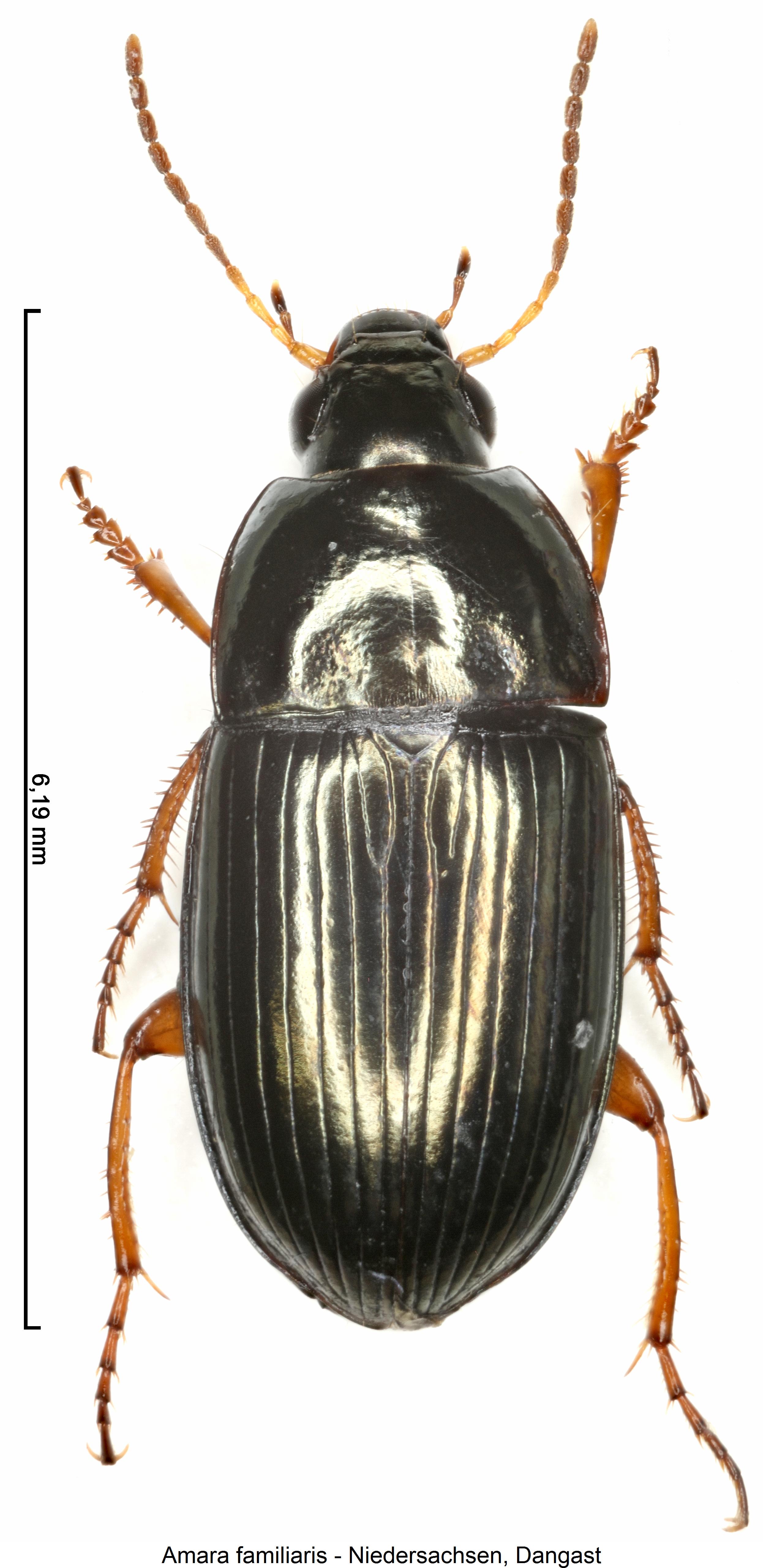 amara_familiaris_hab.jpg