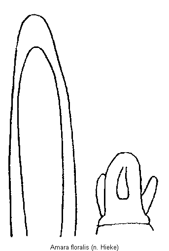 amara_floralis.gif