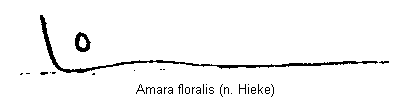 amara_floralis_hhwi.gif