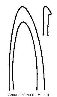amara_infima.gif