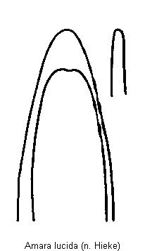 amara_lucida.gif
