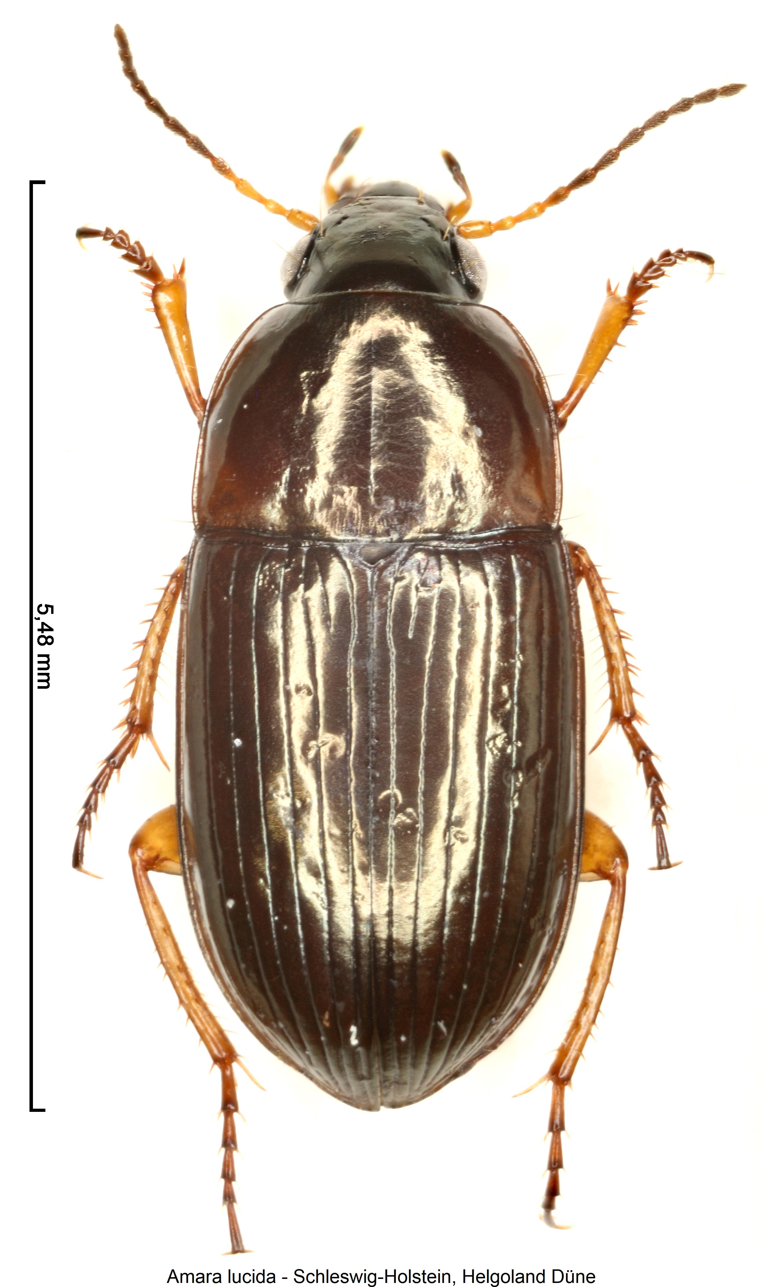 amara_lucida_hab.jpg