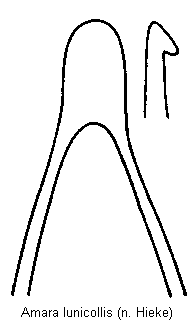 amara_lunicollis.gif