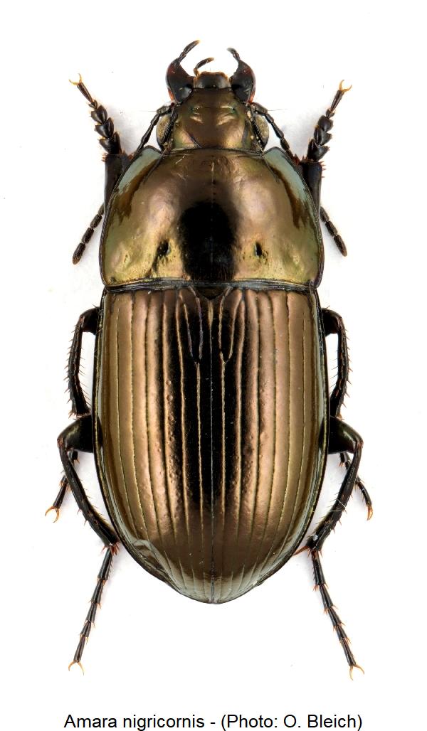 amara_nigricornis_hab.jpg