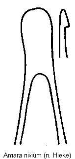amara_nivium.gif
