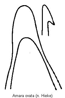 amara_ovata.gif