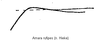 amara_rufipes_hvr.gif
