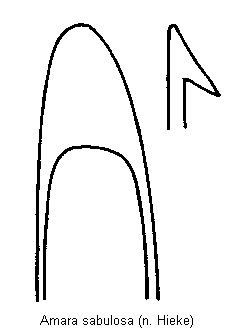 amara_sabulosa.gif