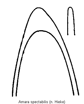 amara_spectabilis.gif