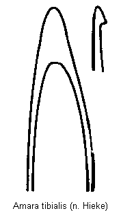 amara_tibialis.gif