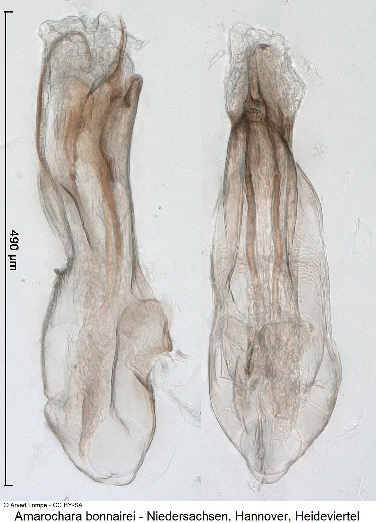 amarochara_bonnairei_ck37996675.jpg
