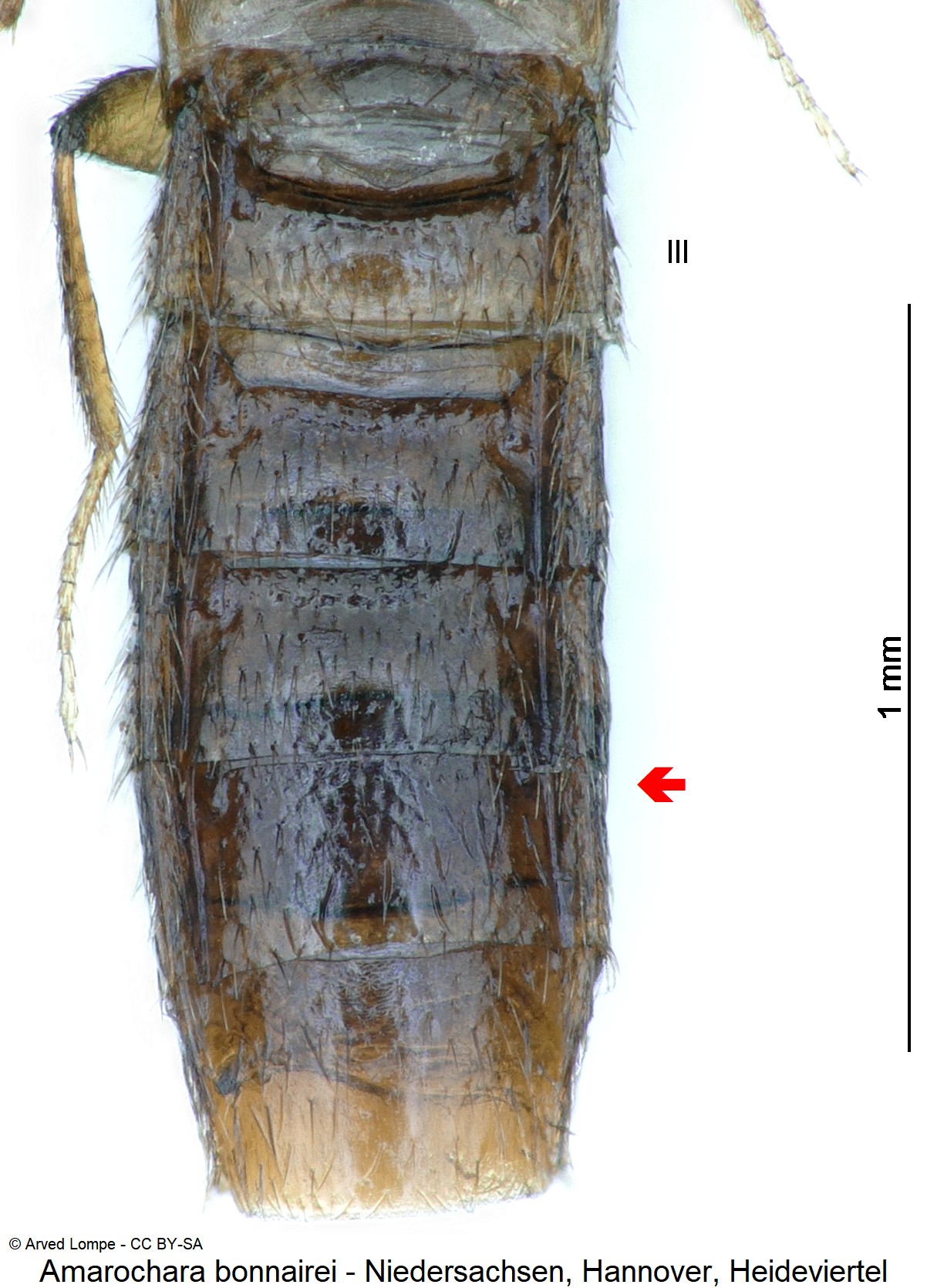 amarochara_bonnairei_ck37996675_hlb-1.jpg