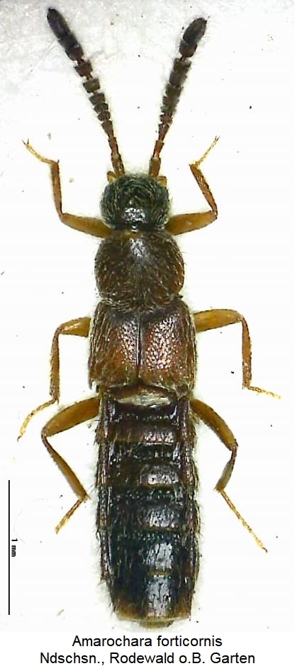 amarochara_forticornis_hab.jpg