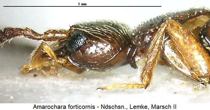 amarochara_forticornis_sa.jpg