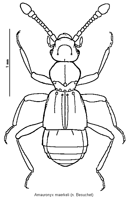amauronyx_maerkeli_hab.gif