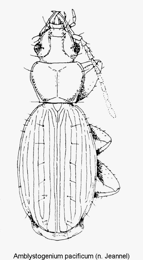 amblystogenium_pacificum_hab.gif