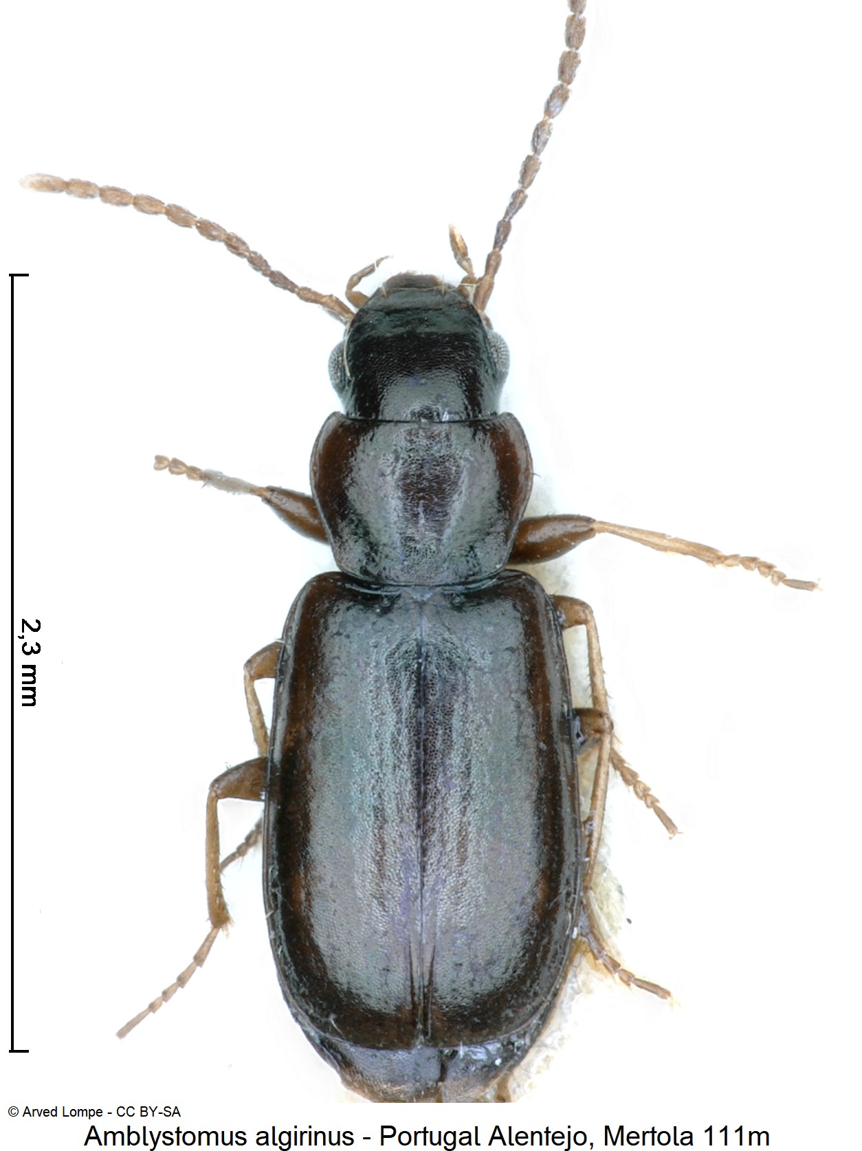 amblystomus_algirinus_ck18937_hab.jpg