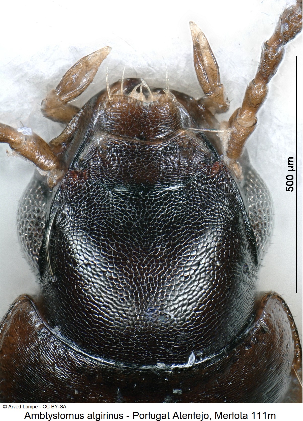 amblystomus_algirinus_ck18937_k.jpg