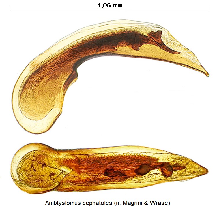 amblystomus_cephalotes.jpg