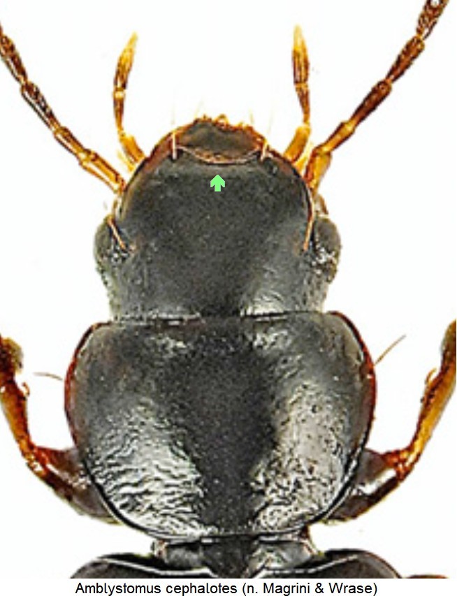 amblystomus_cephalotes_vk.jpg