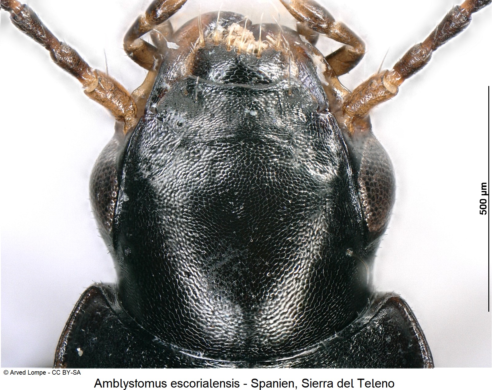 amblystomus_escorialensis_ck18560_k.jpg