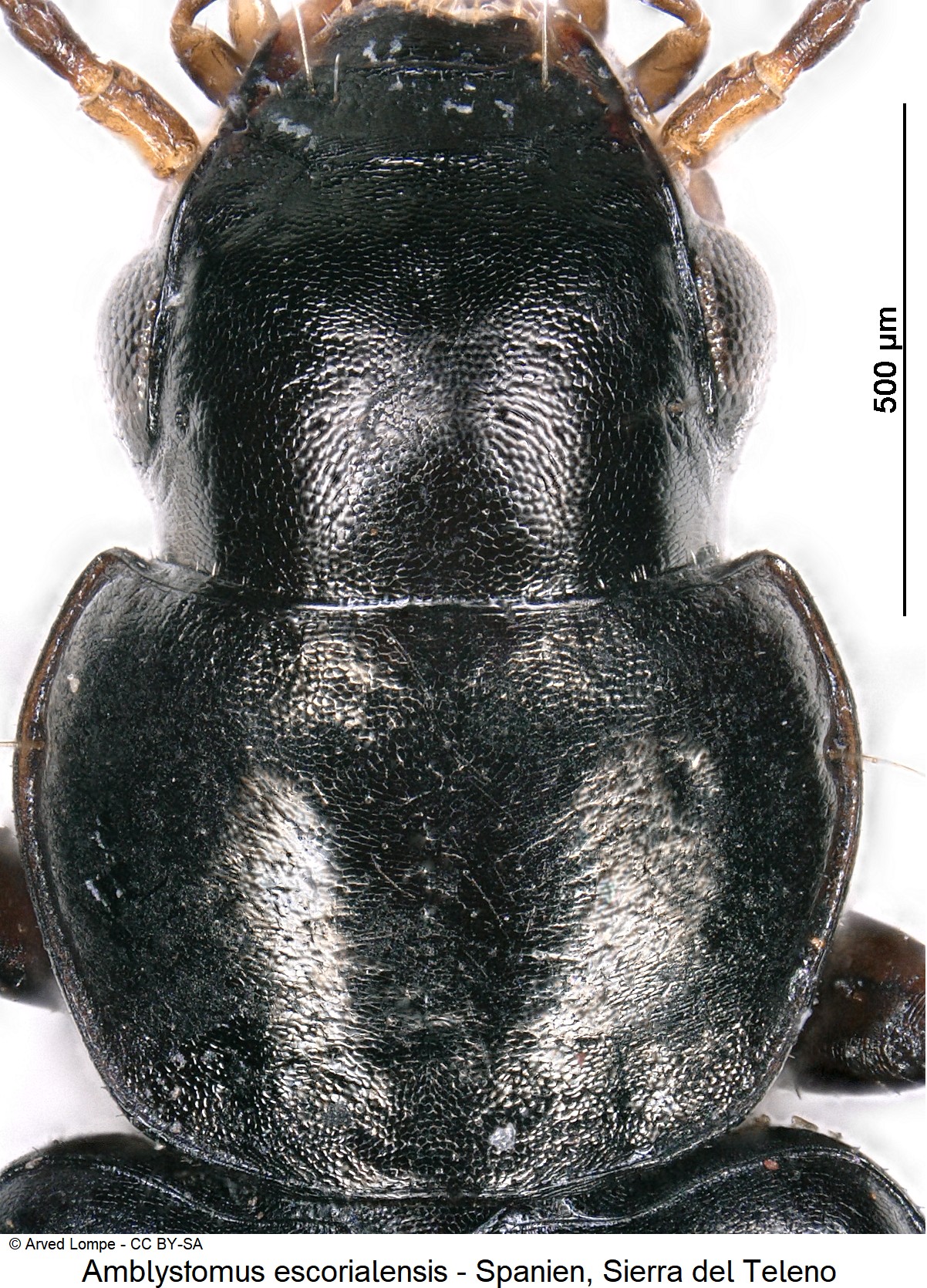 amblystomus_escorialensis_ck18560_vk.jpg
