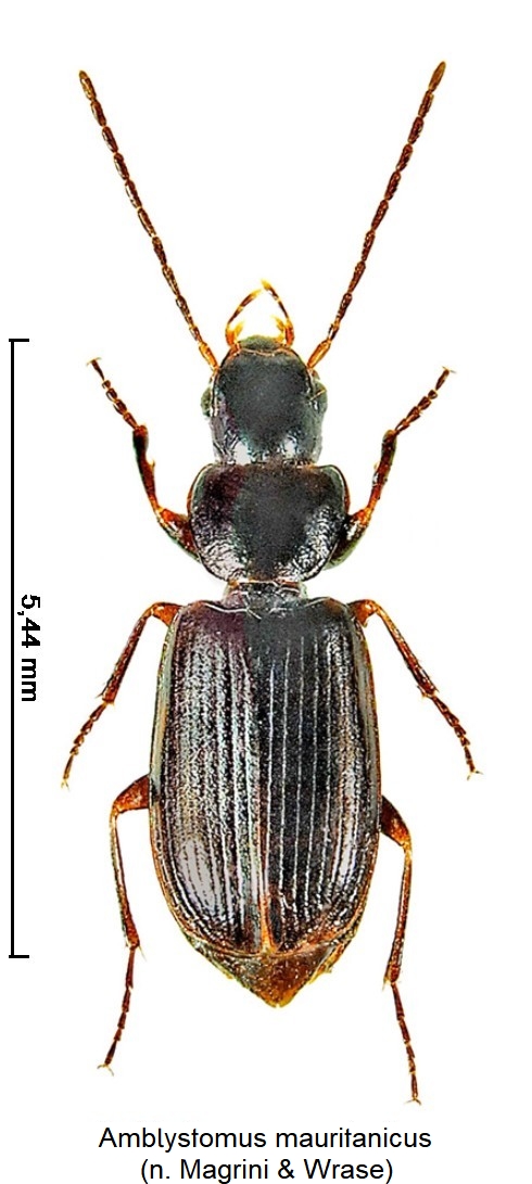 amblystomus_mauritanicus_hab.jpg
