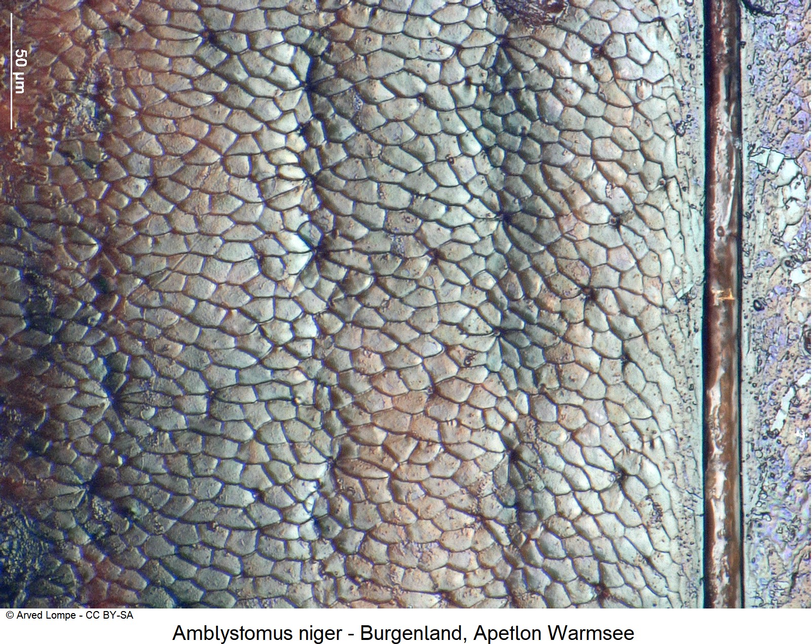 amblystomus_niger_ck22099_fld_ms.jpg