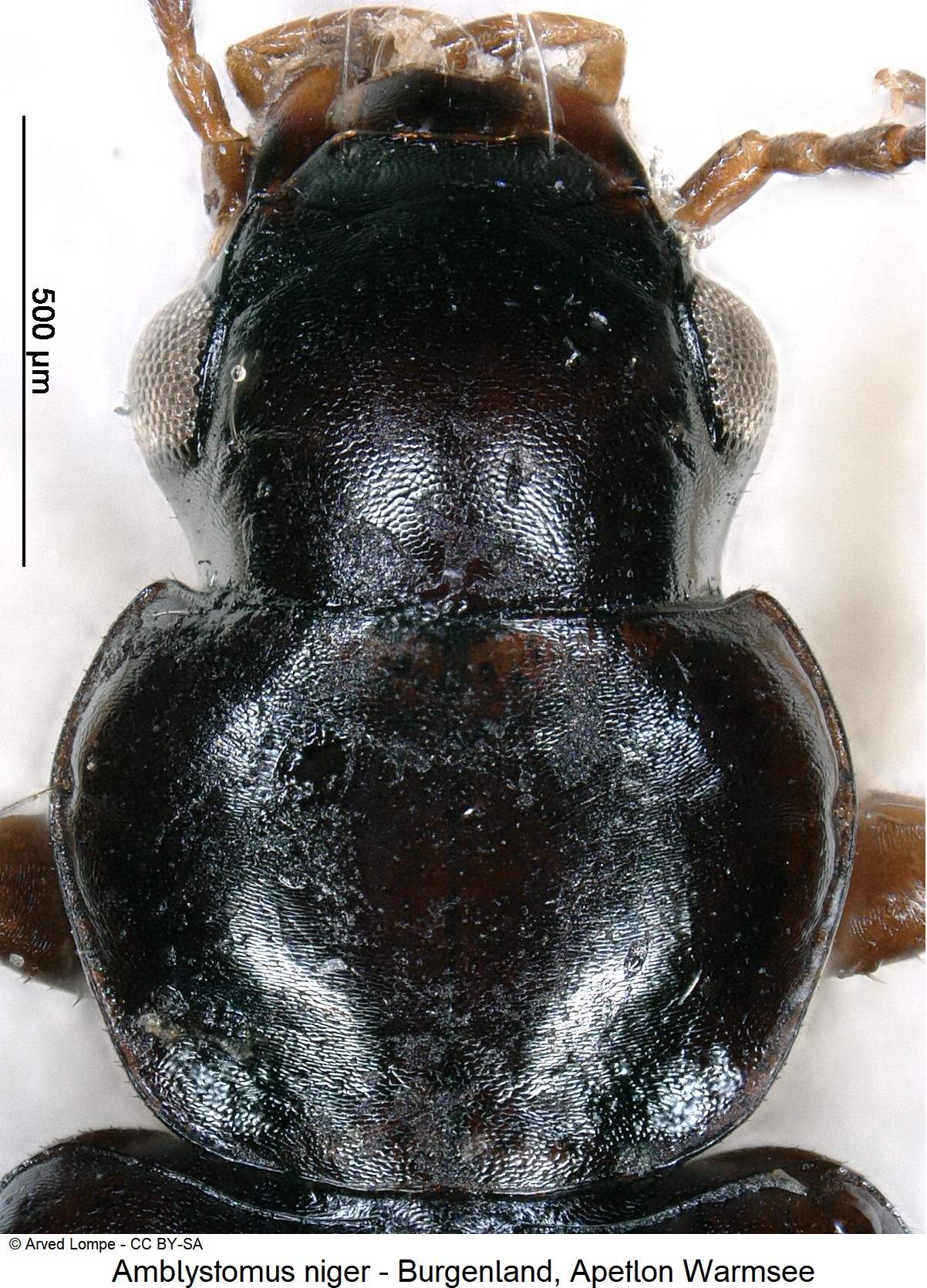 amblystomus_niger_ck22099_vk.jpg