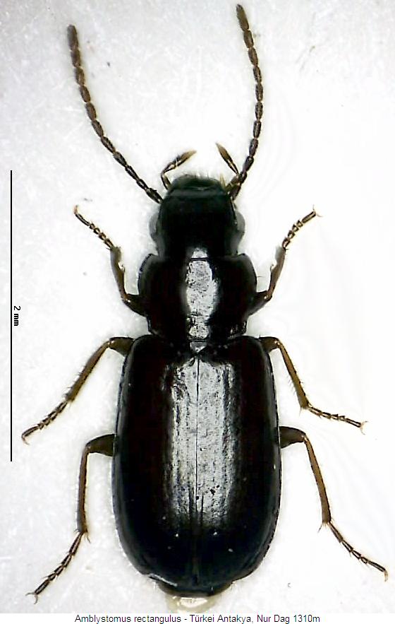 amblystomus_rectangulus_hab.jpg