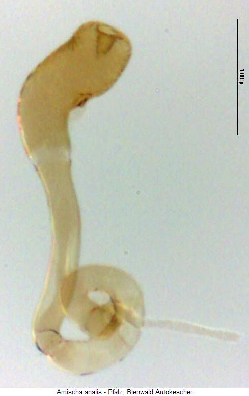 amischa_analis_sperm.jpg