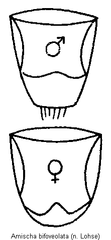amischa_bifoveolata_hlb.gif