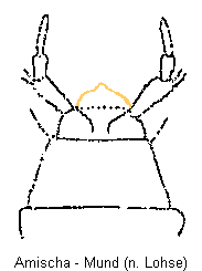 amischa_mund.gif