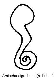 amischa_nigrofusca_sperm.gif