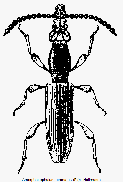 amorphocephalus_coronatus_hab.gif