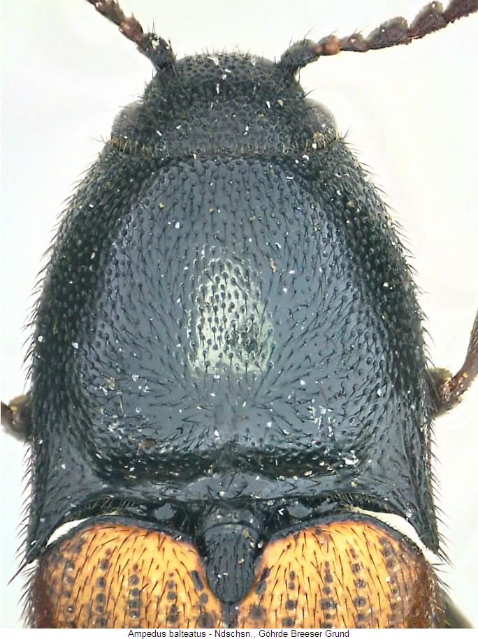 ampedus_balteatus_vk.jpg