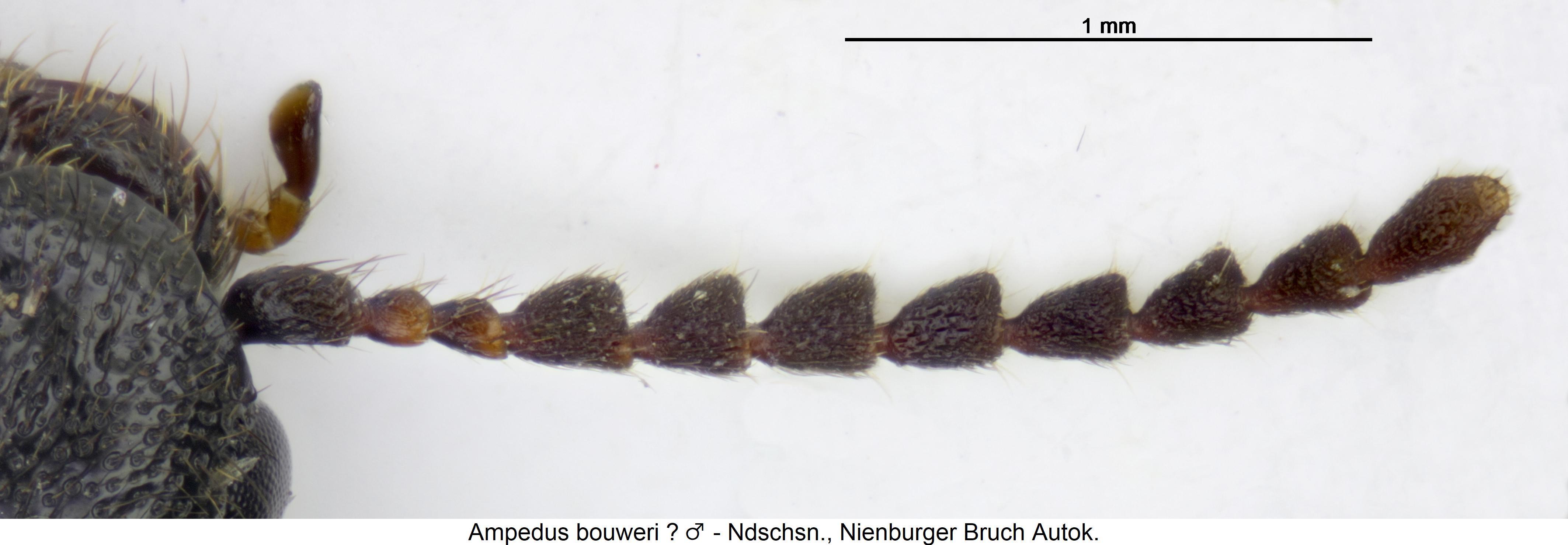 ampedus_bouweri_f.jpg