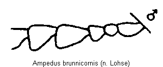 ampedus_brunnicornis_f.gif